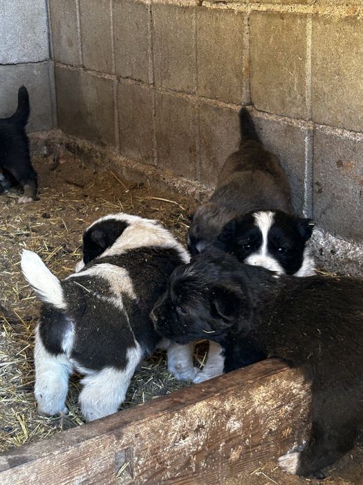 Щенки Алабая 20 дней