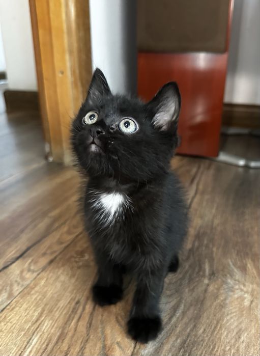 Котята ищут заботливых хозяев.