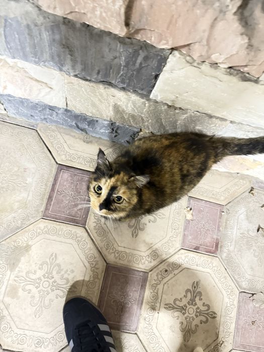 Кошки в добрые и спокойные руки