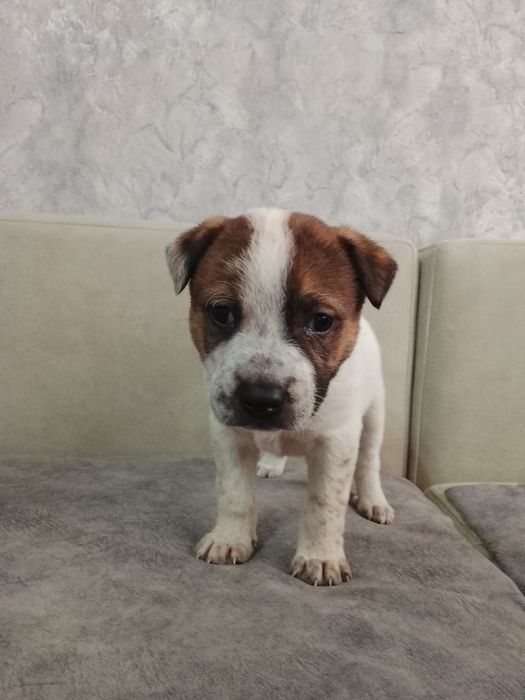 Дворянины щенки ждут любящих хозяев