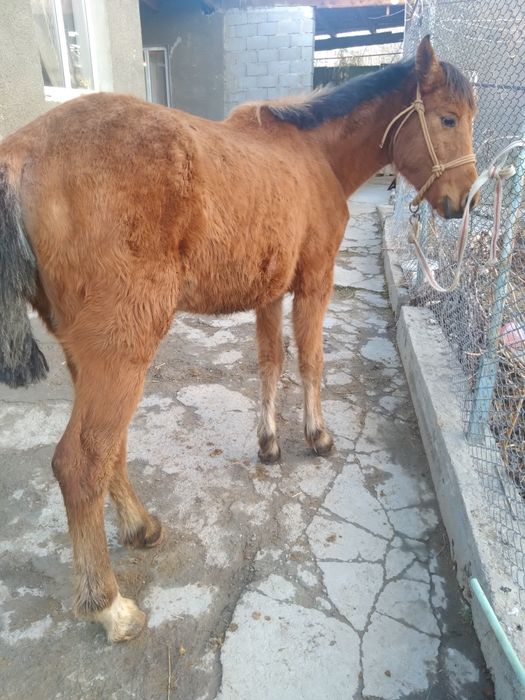 Продам кобылку 380 000