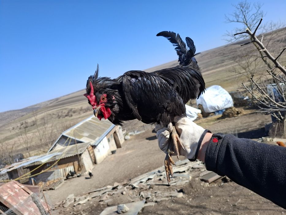 Cocos de vanzare la fleche