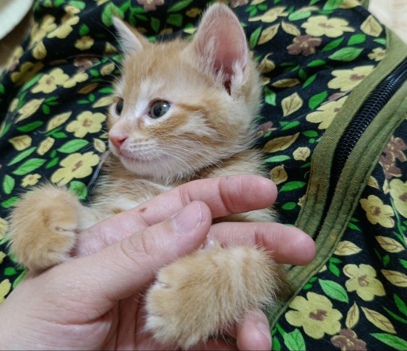 Котенок бесплатно