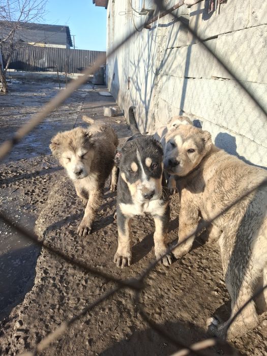 Алабай күшік сатылады