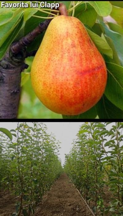 Caisi-pomi fructiferi