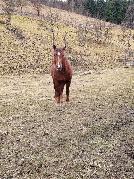 Vând cal, armăsar in vârstă de 2 ani!