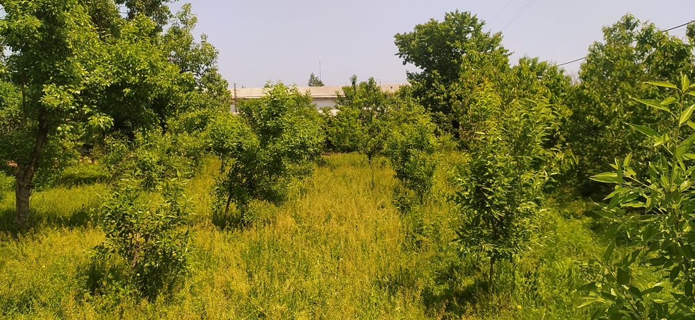 Amundaryo kocha 10.79 uy