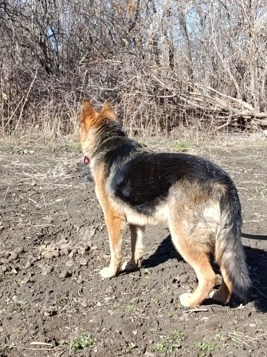 Очен хорошая собака