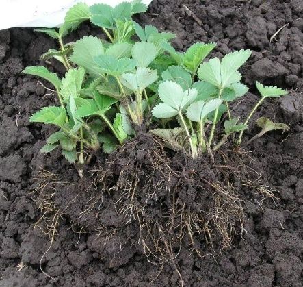 Саженцы клубники