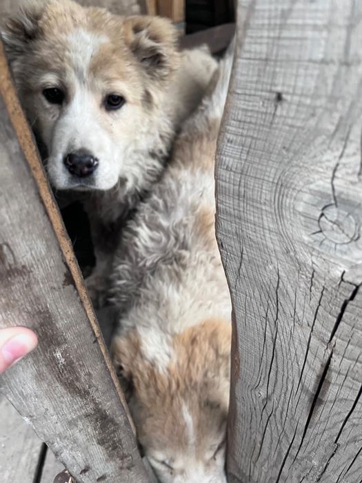 Продаются щенки САО