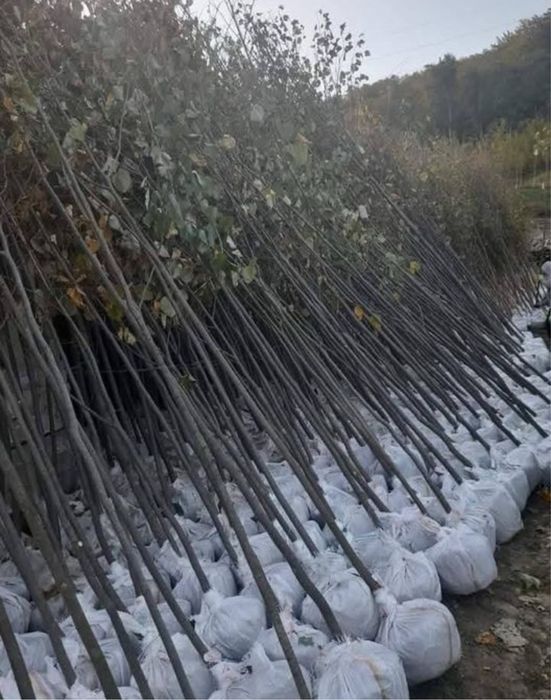 Mestecan tei platan 3 m 6’