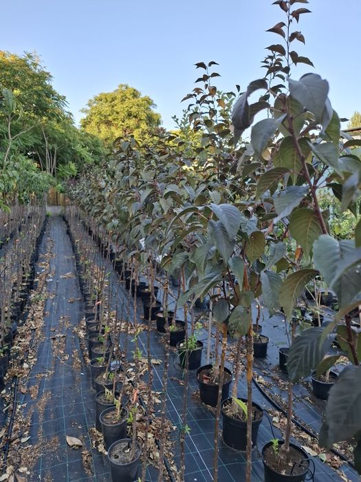 Червенолистна японска вишна Burgundy