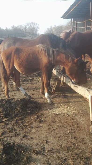 Тяжеловоз кунандар