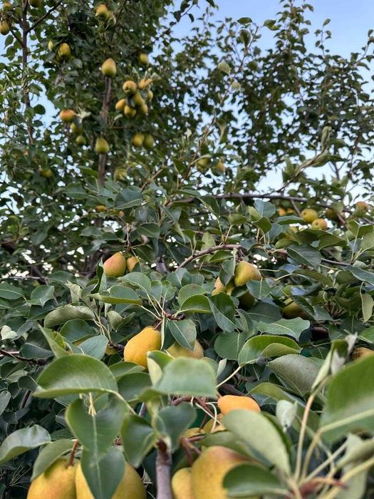 Продается дача в с/о Вагонник