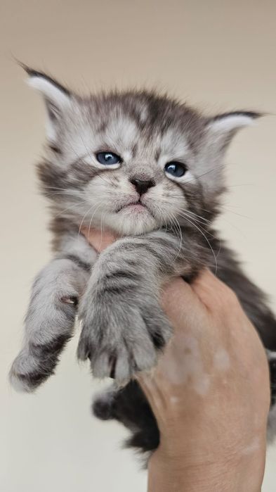 Шикарные Котята Мейн-кун в Рассрочку!