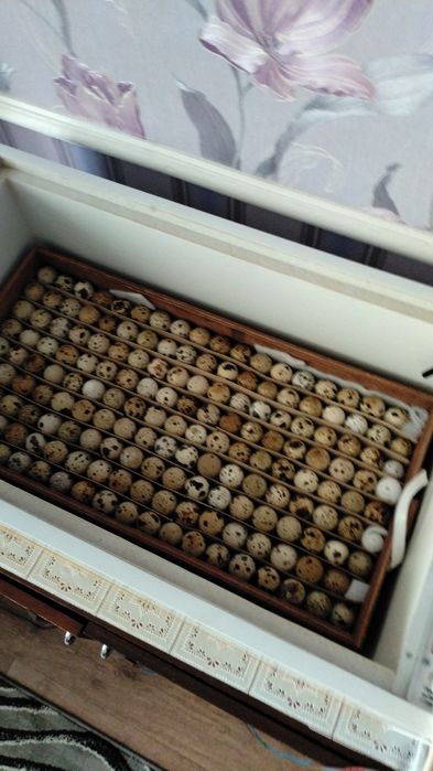 Выведу! Перепела,на заказ!