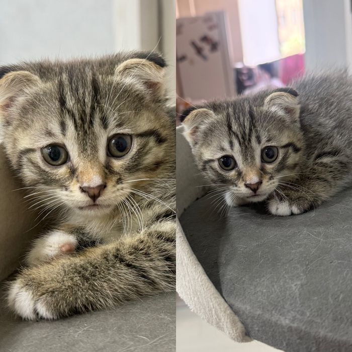 Отдам котят в добрые руки
