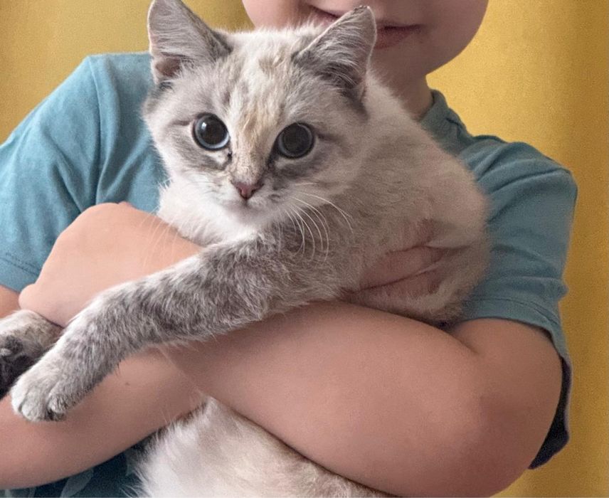 Отдам молодую кошечку
