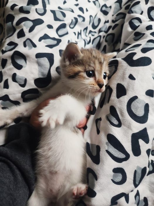 Отдам котят в хорошие руки