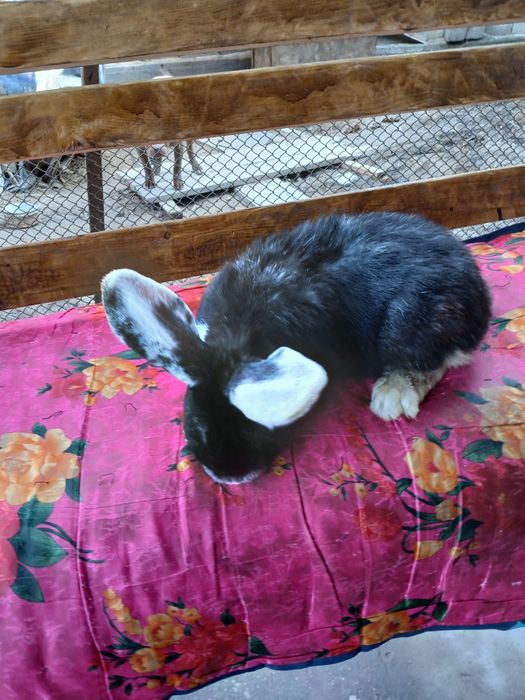 Кролики:Фландр, Калифорния,Французский гибрид баран.