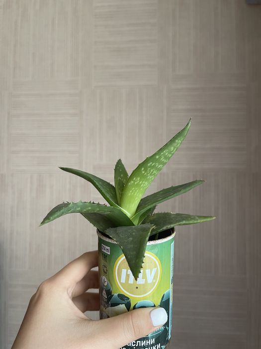 продам алоэ