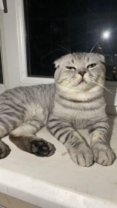 возраст 1год  кастрирован (недавно)