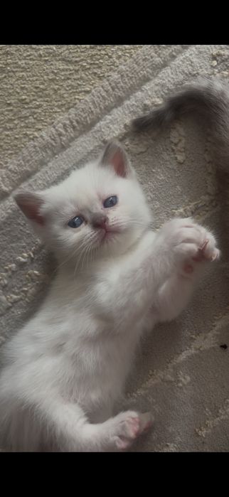 Вислоухие котята