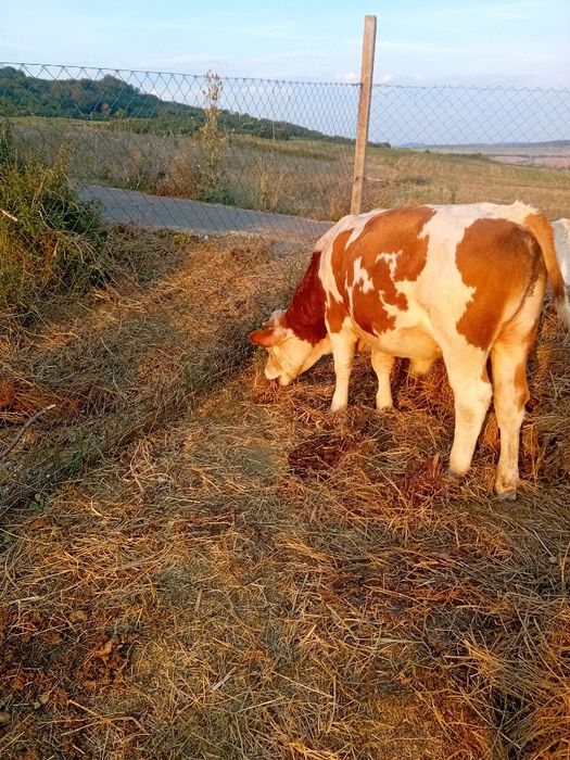 Vitea si vitel frumosi