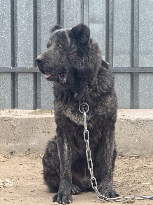 Төбет Алабай САО күшіктері