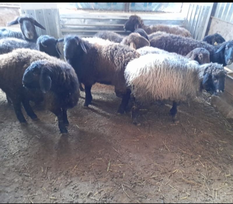 Кои   токты   бар
