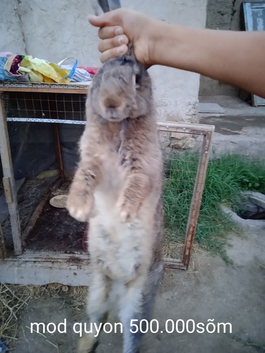 vilikaning boshqa turi erkaki mayda 4 oylik modasi 8 oylik