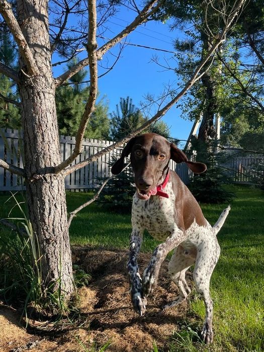 Кученца Курхаар от Руски родители