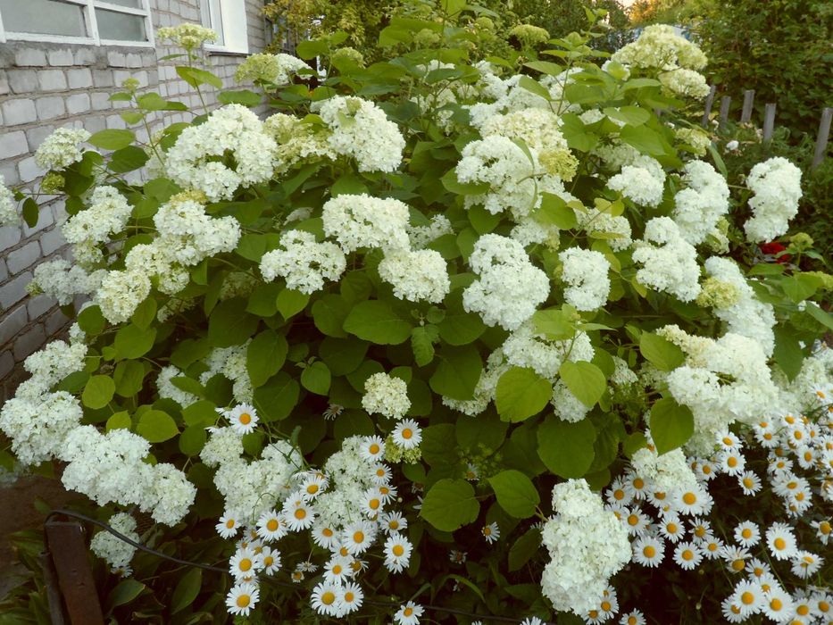 Гортензия крупнолистная. Красная калина