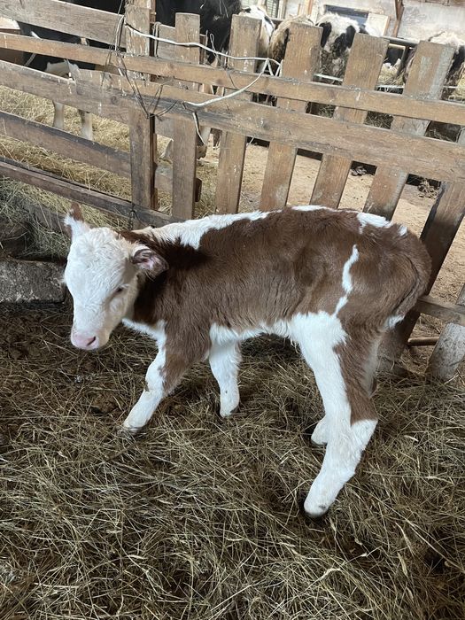 Сементал бузаулар сатылады 2 бас. Еркек