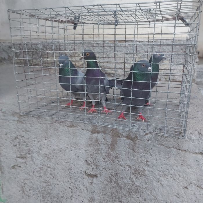 Сизи бакинцы лет с игрой