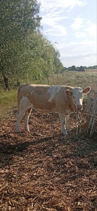 Vand 2 vitele, belgian si baltata