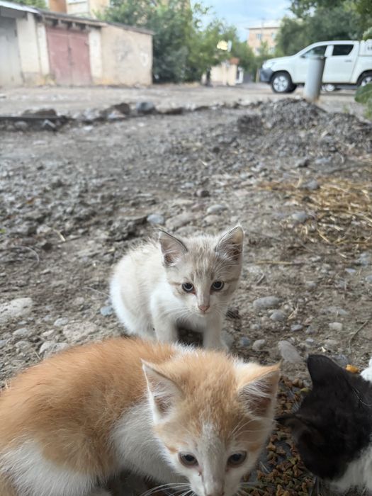 4 котят в добрые руки