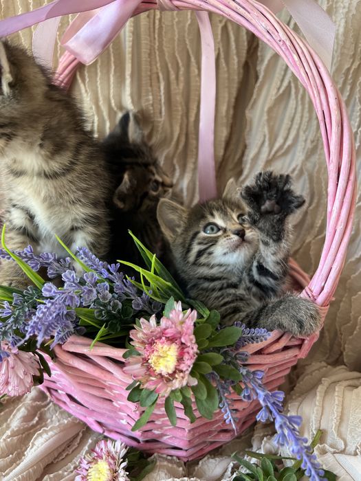 Котята в хорошие руки.