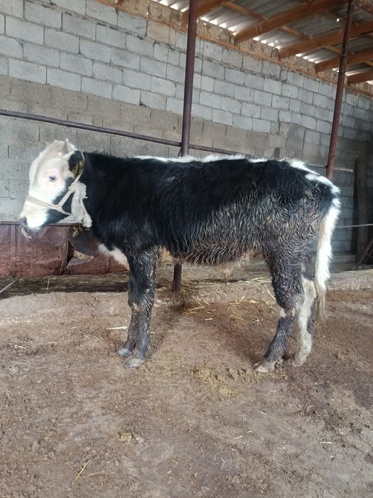 Еркек тана сатылады