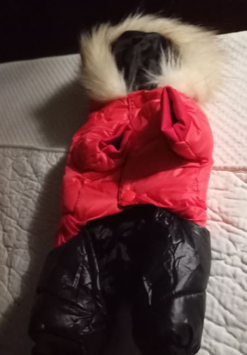 Товары для маленьких собак