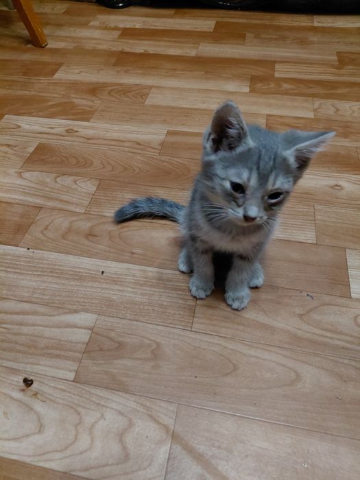 Отдам даром  котят.