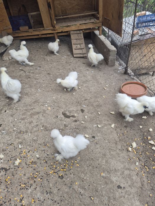 Cocoși Mătase Japoneză.