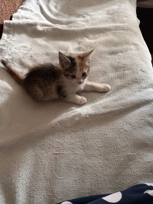 Котёнок 1,5 месяца девочка