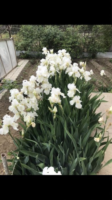 Ирис бородатый белый. Многолетний