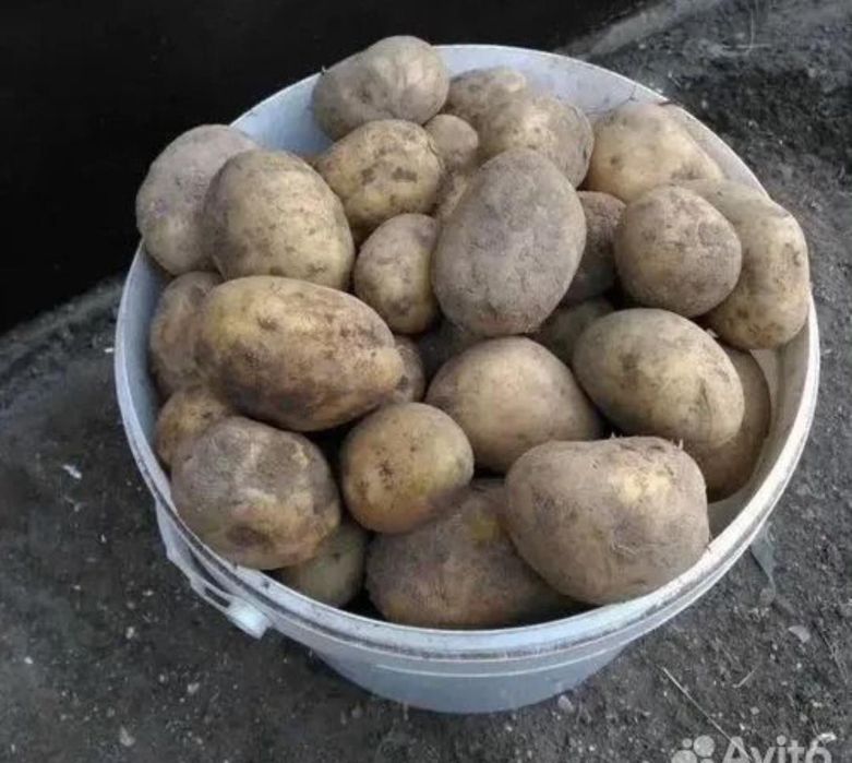 Продам дачную картошку