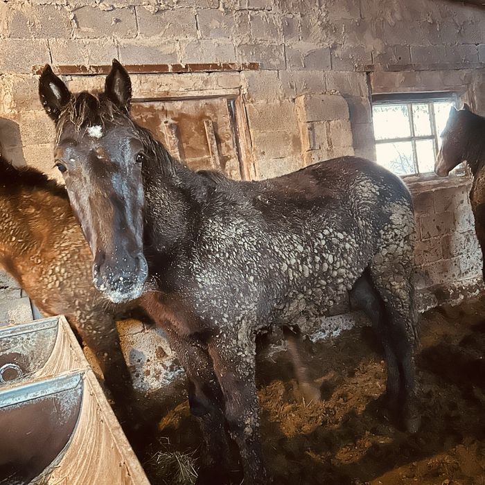 Соғым 1.5 жасар жылқы