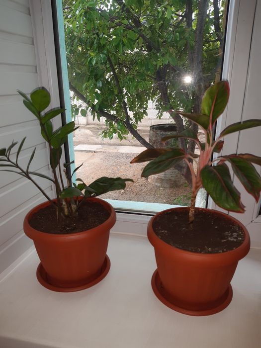 Продоюца цветы фиалки