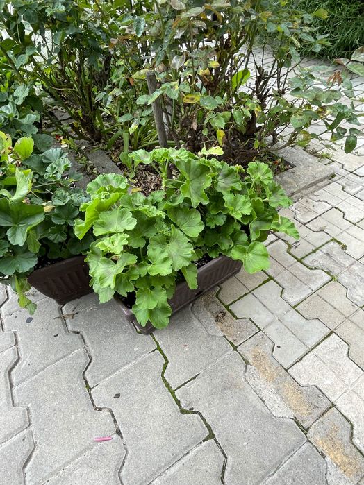 Ficus , pui de smochin , flori , muscate