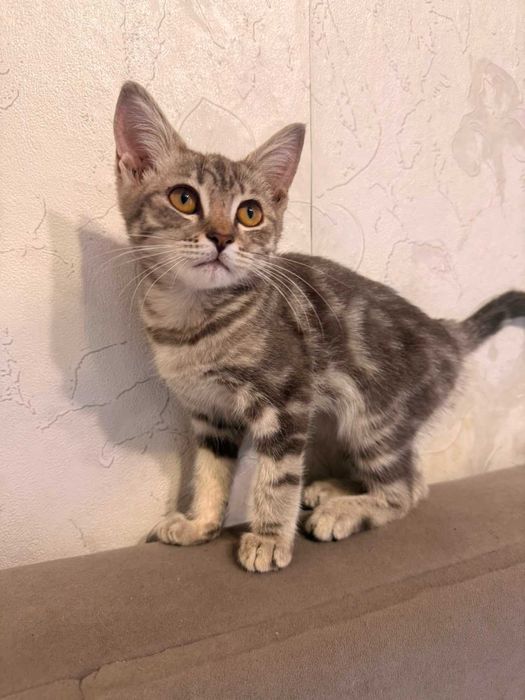 Котёнок-мальчик в добрые руки