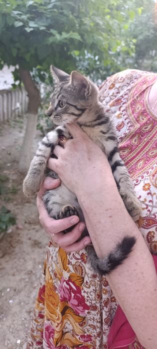 Общительный ласковый котёнок мальчик в хорошие руки